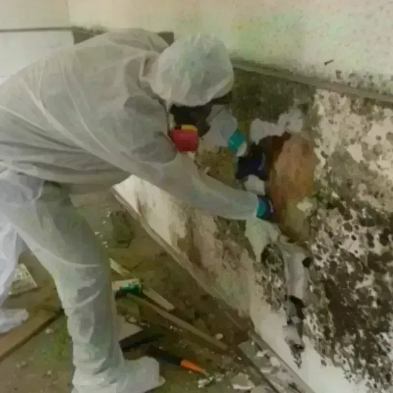 Mold Remediation and Removal in Mount Olive, NC